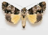 Ulotrichopus varius
